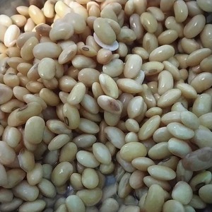 Semillas de Soja Orgánica Premium a Granel con Selección Limpia y Clasificada para Exportadores de Alimentos y Compradores Mayoristas - Product Image 1