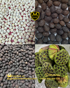 Graines de lotus noires séchées du Vietnam pour desserts, soupes, tisanes et transformation alimentaire, en vrac, à prix compétitif. - Product Image 3