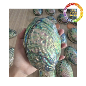 Concha de abulón verde pulida de Vietnam para decoración del hogar y fabricación de recuerdos - Product Image 3
