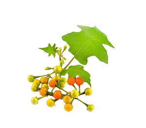 Vente chaude KMP Marque Thai Herbal Ma-Waeng Pastilles Haute Qualité 400 Saveur De Prune Extraits De Plantes 400 Pastilles/Boîte - Product Image 4