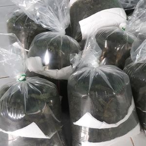 Algues de mer séchées durables de haute qualité du Vietnam (Caulerpa Lentillifera) – Riche en nutriments – Vente en gros - Product Image 4