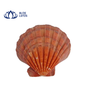 MEJOR VENDIDO Campanilla de Viento Ecológica de Conchas Marinas Naturales, Decoración Colgante Hecha a Mano, Estilo Náutico Costero, Feng Shui, Venta al por Mayor, AZUL - Product Image 1