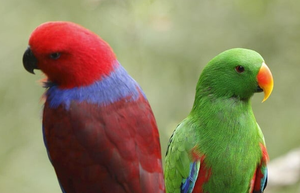 Eclectus Parrot Live Birds for Aviculture Breeding Ornamental <b>Aviaries</b> and Wholesale Supply - Product Image 2