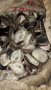 Operculum de Concha de Murex Natural, Concha Marina Seca, Aroma a Tabaco, Fragancia Herbal, Aplicación Holística, Suministro a Granel de Vietnam - Product Image 1