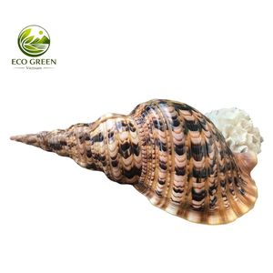 เวียดนามส่งออกเปลือกหอยทรัมเป็ตทริทันธรรมชาติสำหรับตกแต่งชายฝั่ง ของตกแต่งตู้ปลา ขายส่งจำนวนมาก - Product Image 1
