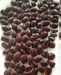 Dried Tamarind Seeds 250 gram pack Raw <b>Herbal</b> Extract Seeds for Health Food Plant Based <b>Supplement</b> Ingredient pack of 250 gram - Product Image 2