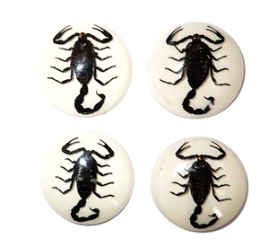 Scorpion noir, spécimen réel, cabochon en plastique rond 35x35 mm, fond plat blanc pour l'artisanat et la fabrication de bijoux - Product Image 1