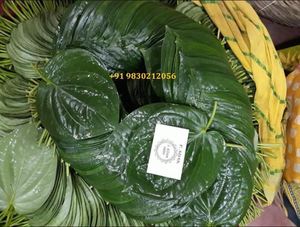 Hoja de betel verde natural de alta calidad para productos especiales de paan del fabricante indio Paan Leaf - Product Image 3