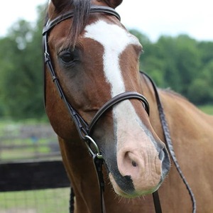 บังเหียนขี่ม้า Annabelle Equestrian Pro Fancy Raised พร้อมสายบังเหียนแบบผูกเชือก ปรับขนาดได้ พร้อมใช้งาน จัดส่งโดยผู้ผลิต ขายดี - Product Image 2