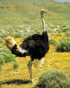 Premium South <b>African</b> Ostrich for Wholesale Supply and Commercial Farming - Product Image 2