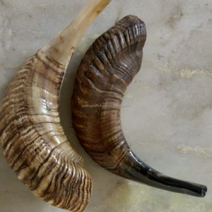 Cuerno de Shofar de estilo animal religioso antiguo de Material orgánico Pulido-Exploración de la importancia en el judaísmo Regalo de negocios de Europa - Product Image 1