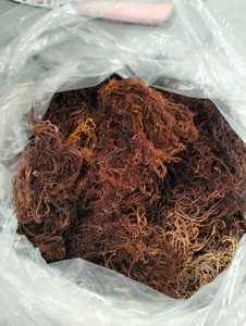 สาหร่ายคอตตันนี สาหร่ายแห้งสำหรับการสั่งซื้อจำนวนมาก การจัดหาเชิงพาณิชย์ และการดำเนินการค้าระหว่างประเทศ - Product Image 2