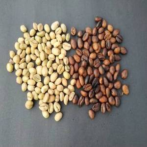 Granos de Café Arábica Tostado de la India 100% Puro de Alta Calidad para Compras al por Mayor, Suministro para Cafeterías, Venta al por Mayor Internacional - Product Image 3