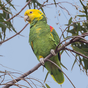 Yellow-Headed Amazon Parrots Live Ornamental <b>Birds</b> for Aviculture Breeding Programs <b>Aviaries</b> Supply - Product Image 1