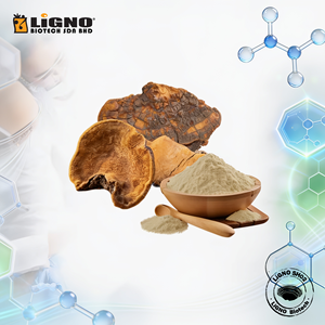 LiGNO SH02 Phellinus Linteus Poudre de Champignons Séchés à Froid Biologique Certifié Halal/Casher Soutien à la Santé du Foie Compatible OEM/ODM - Product Image 1