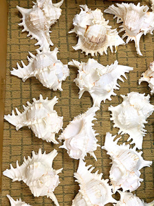 Large Natural Sea Shells Huge Ocean Conch Jumbo Seashells for Wedding Decor Beach Theme Party Home Fish Tank Collectors - CARYLN - Product Image 6