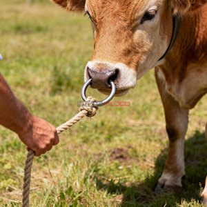 Anillos Nasales para Toros y Vacas de Acero Inoxidable, Resistentes, para Control de Ganado y Manejo de Animales de Granja - Product Image 6