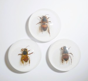 Cabujón de Plástico con Espécimen Real de Abeja, Redondo, 25x25 mm, Base Plana Blanca, para Manualidades y Joyería - Product Image 2