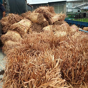 Usine au Vietnam, matière première naturelle en jacinthe d'eau, fabricant de fibres de jacinthe d'eau séchées, export en vrac - Product Image 4