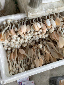 Cuchara de Nácar Premium |   Concha Iridiscente Natural de 10 cm |   DISEÑO DE MANILLAR CURVO ÚNICO |   ARTESANÍA EXQUISITA DE VIETNAM - Product Image 3