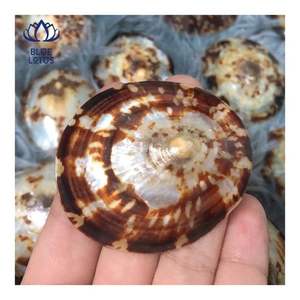 Concha de Limpet de Calidad Confiable, Adecuada para Protección de la Piel y Uso Personal, Forma Pulida Suave para un Contacto Delicado - Product Image 1