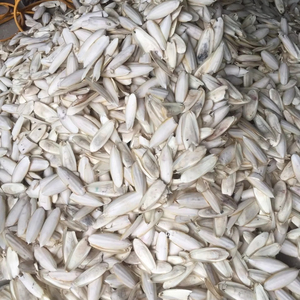 Proveedor y fabricante de huesos de sepia de Vietnam para aves, caracoles y reptiles. Fuente de calcio. Hueso de sepia limpio 24. - Product Image 1