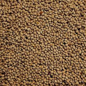 Proveedor Mayorista de Semillas de Trébol Certificadas - Calidad Premium, Alta Tasa de Germinación, Empaque a Granel, Suministro Sudafricano - Product Image 1