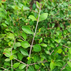 Poudre de henné naturelle séchée |   Poudre de feuilles de Lawsonia Inermis |   Henné pur, teinture capillaire à base d'une seule herbe et art corporel au henné - Product Image 4