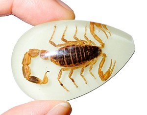 Golden Scorpion Real Specimen Plastic Cabochon Pear Cut <b>Top</b> 46x30 mm Glow Flat Bottom for Crafts and Jewelry Making - Product Image 5
