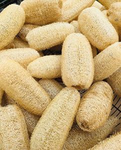 Esponja de cocina y baño corporal de tamaño completo de Vietnam, de alta calidad, orgánica, cultivada en plantas naturales, Exportación a granel desde Vietnam Farm - Product Image 2