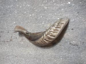 เขาสัตว์แกะขัดครึ่งหนึ่งแบบธรรมชาติสำหรับทำชอฟาร์ ขนาด 10-12 นิ้ว / 25-30 ซม. สำหรับชาวชาวยิว - Product Image 2