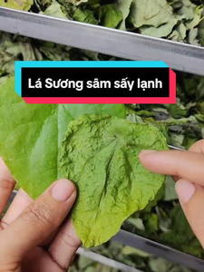 Hojas de Tiliacora Triandra Secas Naturales en Paquete al Vacío de 400g para Gelatina de Hierba Verde Ya Nang, Proveedor en Vietnam - Product Image 5