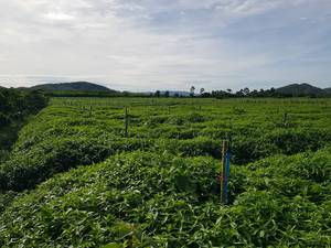 MOQ10 MT 40AP-KMP KMP INNOVATION Extracto Herbal de Alta Calidad Grado Sanitario 40% Andrographolide en Polvo por Extracción por Solvente - Product Image 6