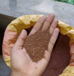 Graines de sésame brun biologiques de qualité supérieure Saveur naturelle riche |   Produit riche en nutriments pour la cuisine et la pâtisserie, export en vrac, approvisionnement compétitif en provenance d'Inde - Product Image 3