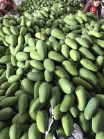 Tropische verse mango, zoet en sappig fruit, groothandel, hoge kwaliteit uit Vietnam, beste exportkwaliteit, 99 Gold Data Brand, graad 12-16cm