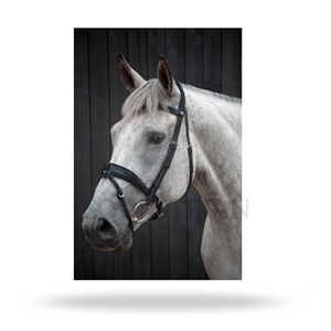 Bridon d'obéissance taille adulte pour la pratique du dressage anglais - Product Image 5