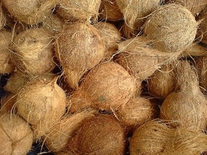 มะพร้าวสดเกรดพรีเมียมแบบกึ่งปอกเปลือก สีน้ำตาลอ่อน สำหรับอุตสาหกรรมอาหารและการปรุงอาหาร ขายส่งจากเบนเต้ ยอดขายดีที่สุด - Product Image 3