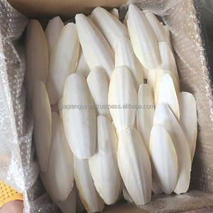 Concha Natural de Hueso de Sepia, Calamar, Varios Tamaños, Estilo Animal Crudo, Forma Natural, Mejor Calidad - Product Image 2