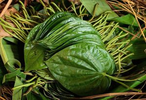 Hojas de Betel orgánicas secas de primera calidad con efecto antioxidante para el cuidado de la salud del proveedor de Vietnam - Product Image 3