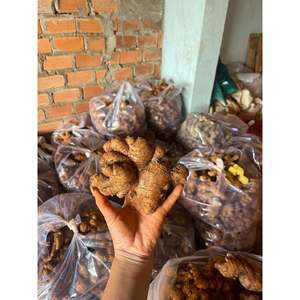 Gingembre frais de Quang Nam, Vietnam |   Racine de gingembre aromatique et épicée pour l'exportation - Product Image 1