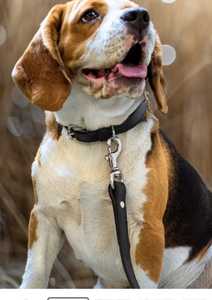 สายจูงสุนัข Annabelle Equestrian คุณภาพสูง หนังสีดำล้วน ทนทาน ดีไซน์เรียบง่าย สำหรับสุนัข - Product Image 3