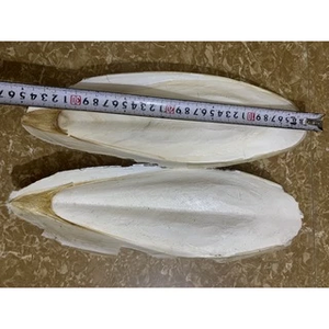 BEST SELLING Os de Seiche Riche en Calcium, Écologique, en Gros pour Oiseaux et Reptiles - Product Image 4