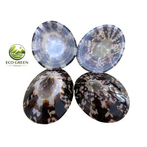 Collection de coquillages naturels pour collectionneurs, artisans et fabricants de soutiens-gorge en coquillages pour femmes - Product Image 2