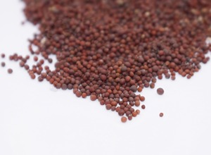 เมล็ดมัสตาร์ดเหลืองสดใหม่ธรรมชาติขายส่ง - Product Image 4
