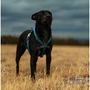 Serie Escapade Outdoor: Guinzaglio e Pettorina Convertibile 2-in-1 per Cani, Pettorine Premium per Animali Domestici - Product Image 4