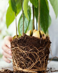 Ladrillo de Fibra de Coco Natural para Jardinería - Turba de Coco Comprimida Ecológica para Cultivo de Plantas y Mezcla de Suelo - Product Image 2
