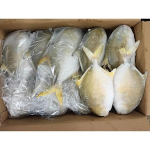 ปลาหนังทะเลแช่แข็งคุณภาพพรีเมียมจาก Bulk Marine Seafood Supply ทำความสะอาดอย่างดี บรรจุเป็นชิ้นทั้งตัว สำหรับผู้นำเข้าขายส่ง - Product Image 5