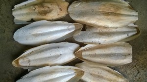 กระดูกปลาหมึกคุณภาพส่งออก ขนาด 3-9 ซม. ผู้ผลิตและผู้ส่งออกสำหรับนกและสัตว์เลี้ยงแปลกใหม่ ขนาด 25 ซม. ขึ้นไป 29 ซม. - Product Image 2