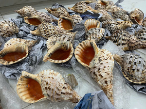 Coquillages de trompette naturels polis et imperméables en vrac pour artisanat DIY, décoration de mariage, souvenirs - Product Image 4