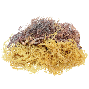 Musgo Marino Natural de Alta Calidad, Variedad Irlandesa Cruda para Postres y Sopas, Venta al Por Mayor al Mejor Precio - Product Image 2